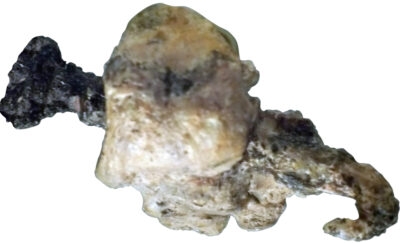 A picture of a crucifixion foot providing physical evidence from Bible Archaeology Discoveries